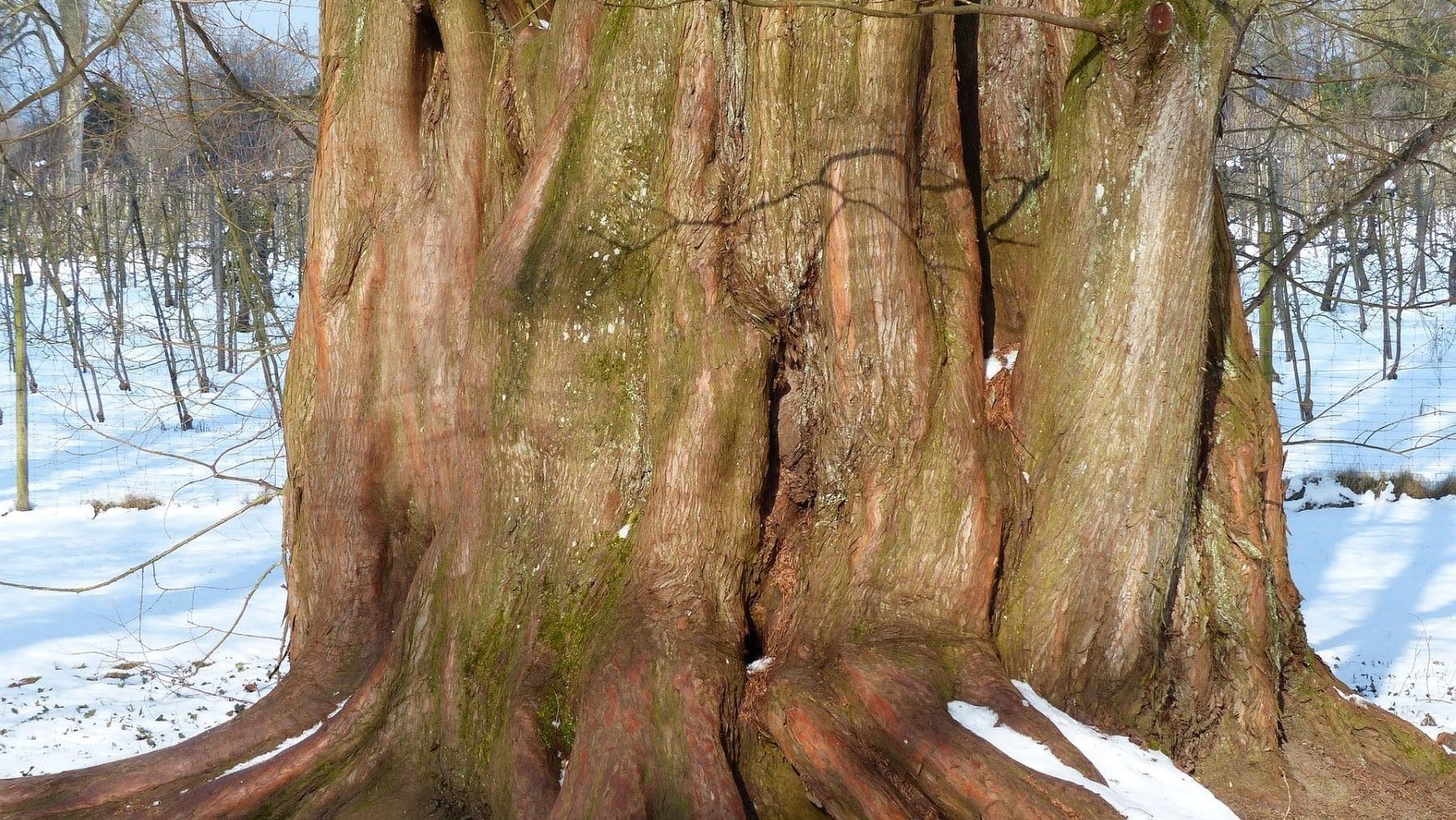 Retiran secuoya gigante de Valladolid del catálogo y autorizan su tala