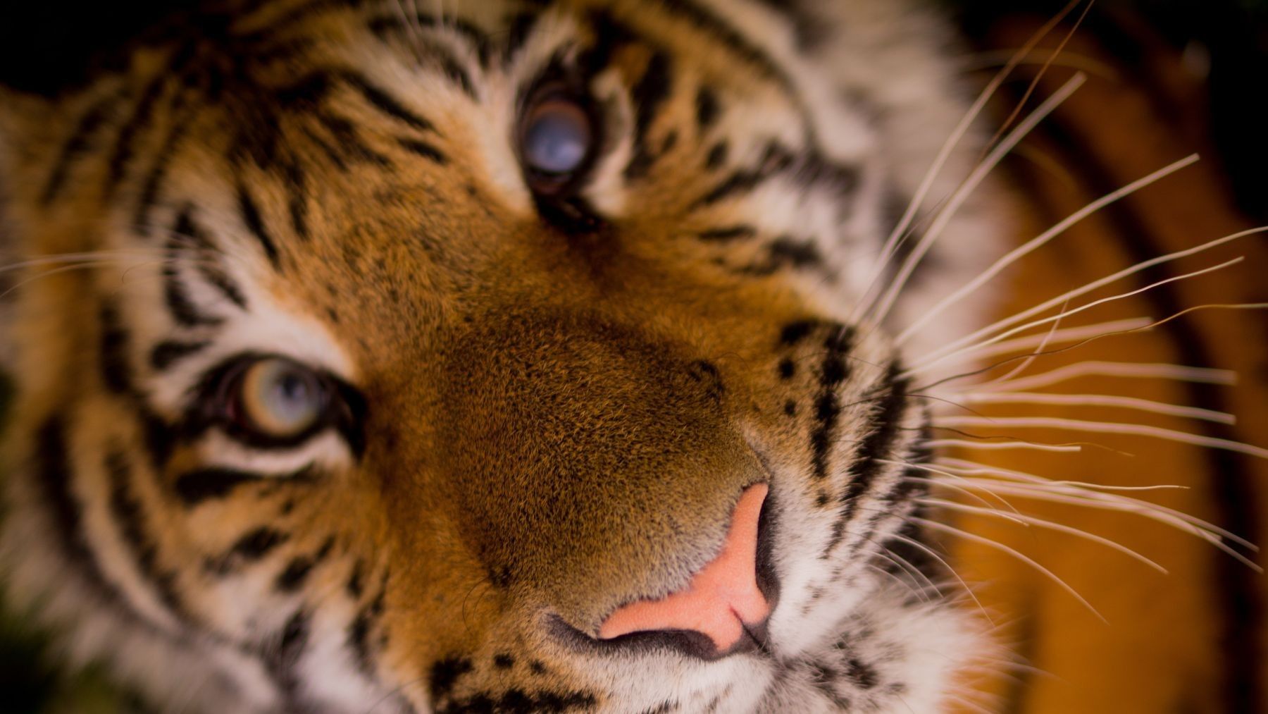 Sona el último tigre de circo en Portugal llega a santuario en España