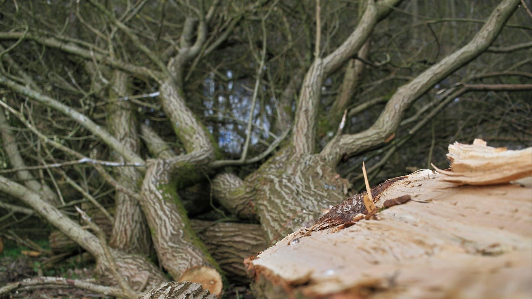 Tala de árboles en Canal de Castilla desata alarma ecologista por impacto ambiental en zona protegida