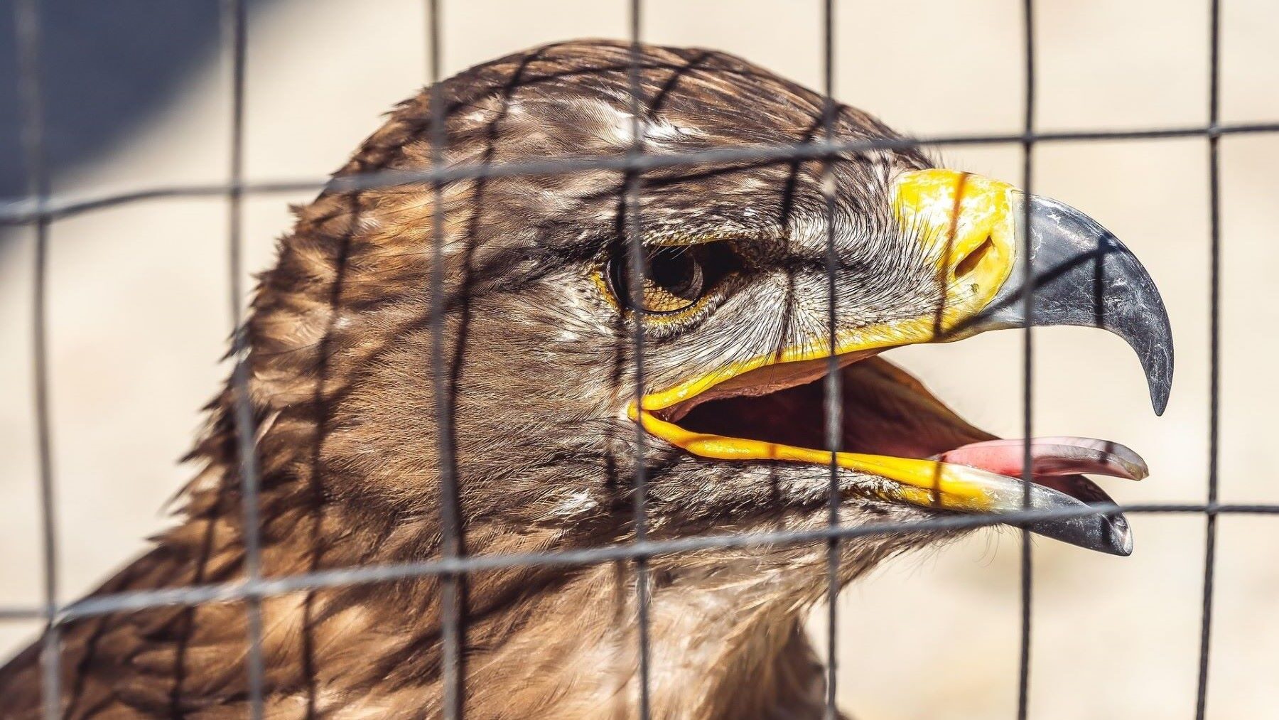 ley penal ambiental europea en España urgente