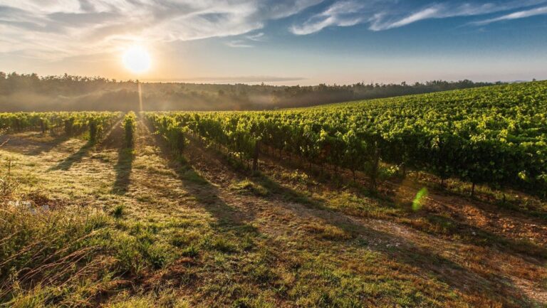 Variedades de uva autóctonas resisten el cambio climático y transforman el vino