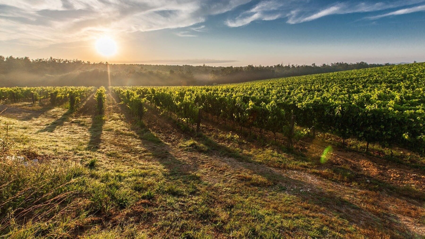 Variedades de uva autóctonas resisten el cambio climático y transforman el vino