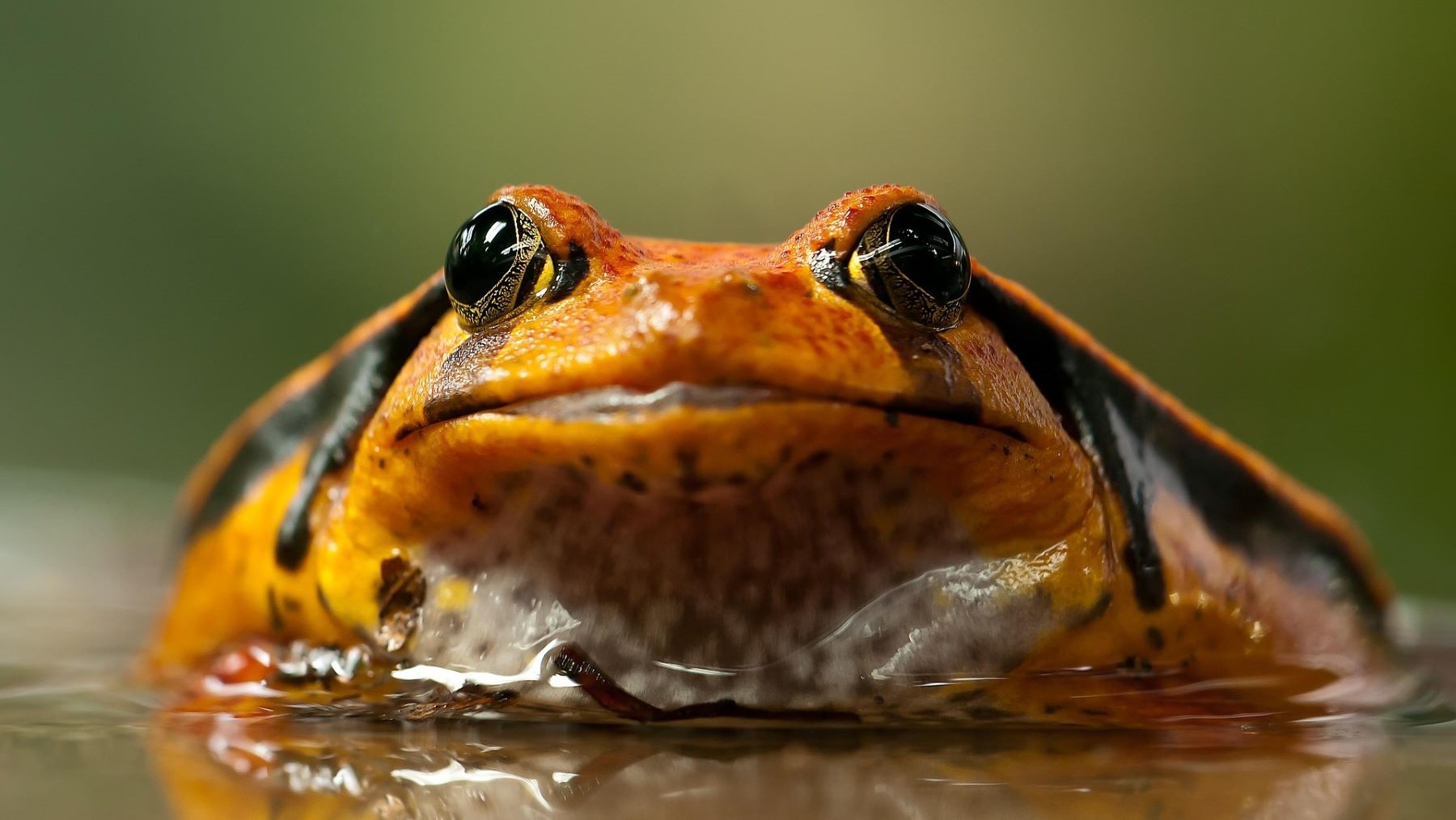 Wikiri Sapoparque en Ecuador salva ranas en peligro y lucha contra la extinción de anfibios