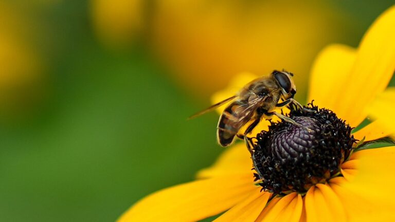 Abeja sobre una flor amarilla polinizando en un entorno natural cercano a casa.