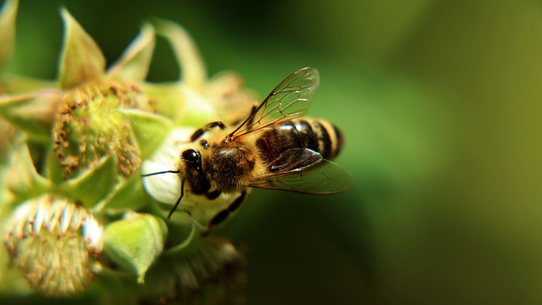Abeja recolectando polen en una flor, clave para la nutrición y desarrollo de colonias según un estudio científico.