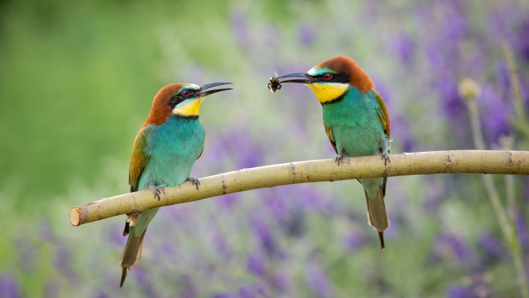 Abejarucos europeos capturando insectos en vuelo, depredadores naturales de la avispa asiática en España.
