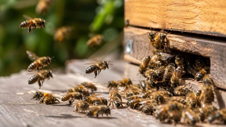 Abejas híbridas entrando en colmena resistentes al ácaro varroa en estudio científico.
