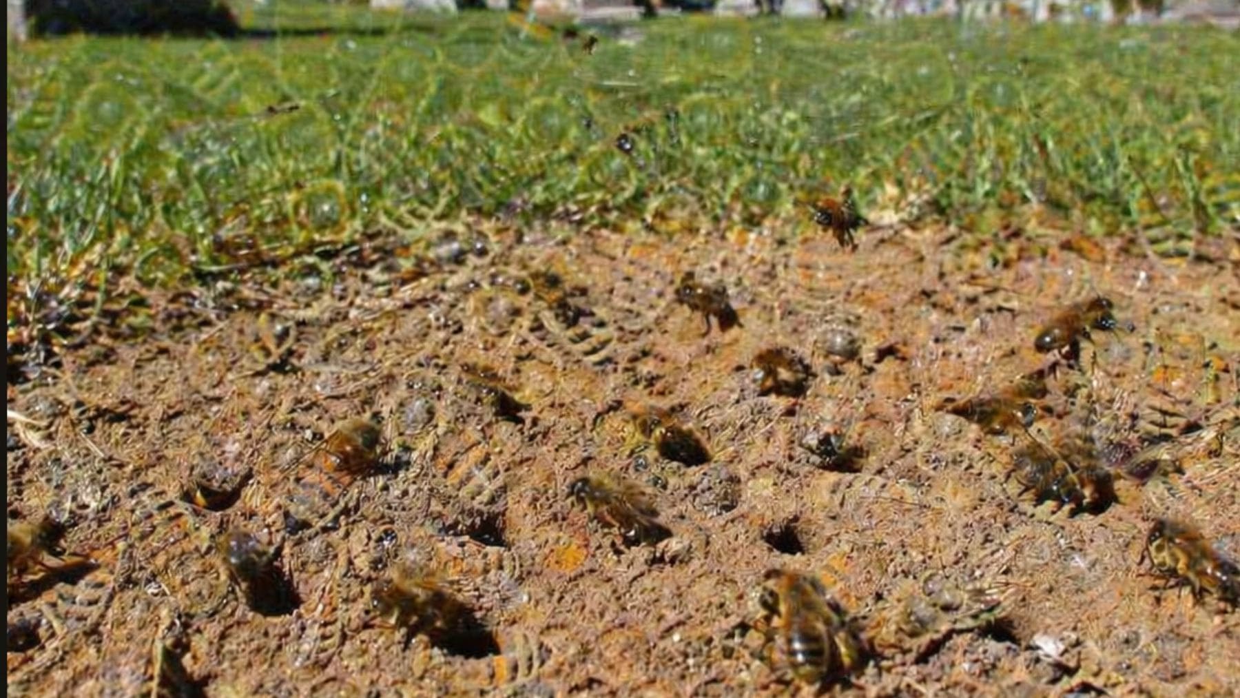 Abejas solitarias emergiendo del suelo en un cementerio de Nueva York, colonia subterránea de Andrena regularis.