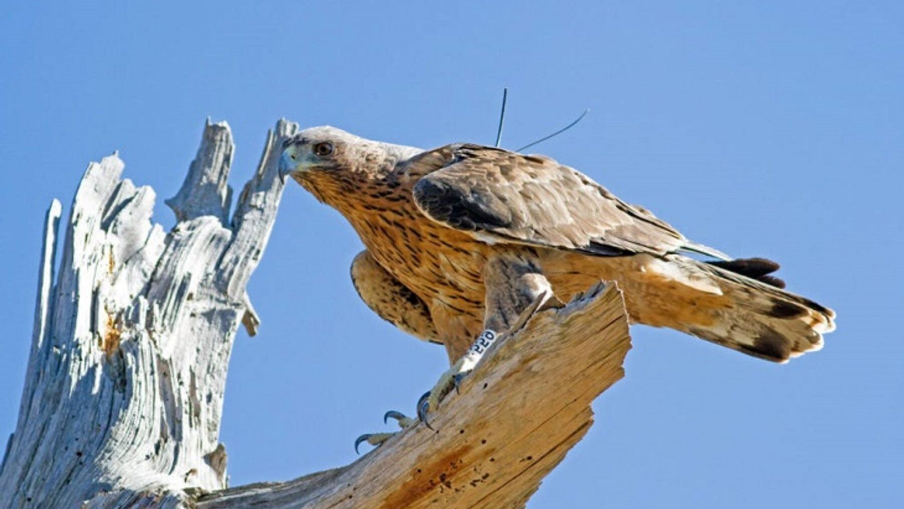 Águila de Bonelli se reproduce en Guara y refuerza recuperación en Aragón con éxito conservacionista