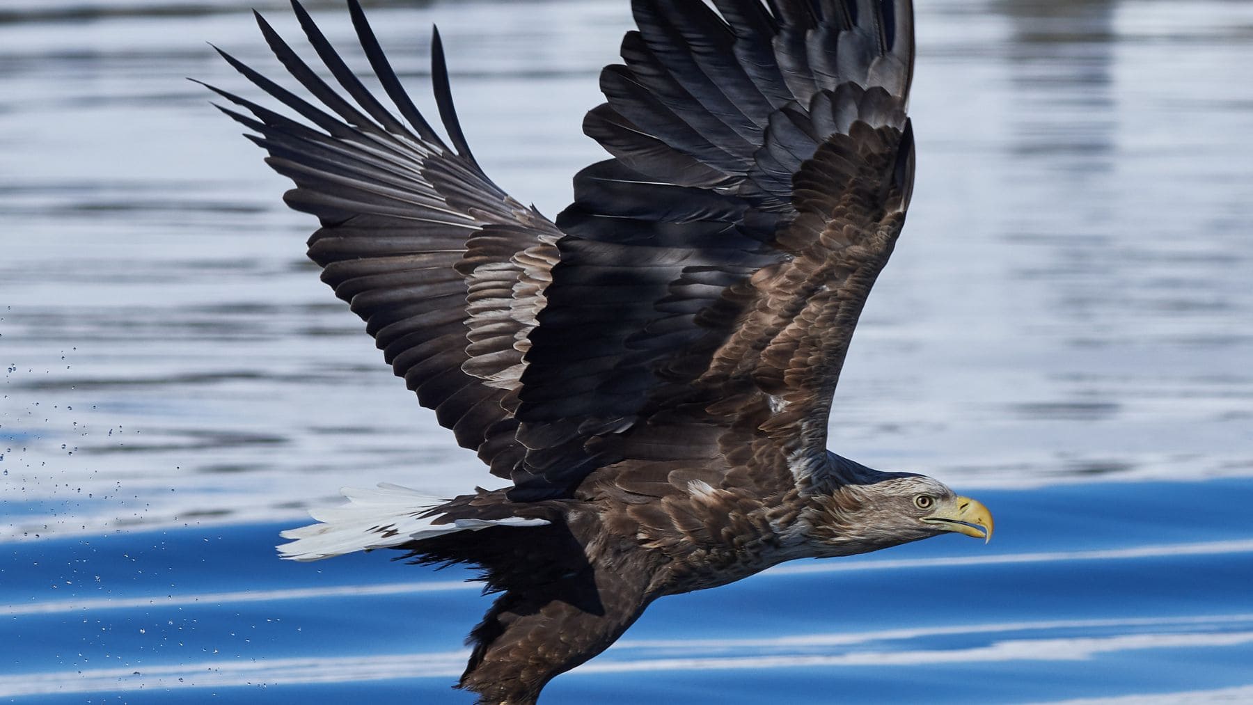 Águila de cola blanca cazando un pez en Inglaterra durante su reintroducción tras 240 años.