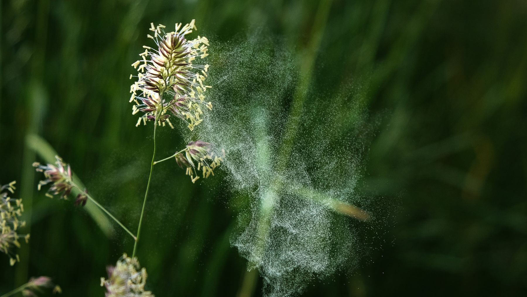 polen de gramíneas en el aire durante la primavera en España con altos niveles según la SEAIC.