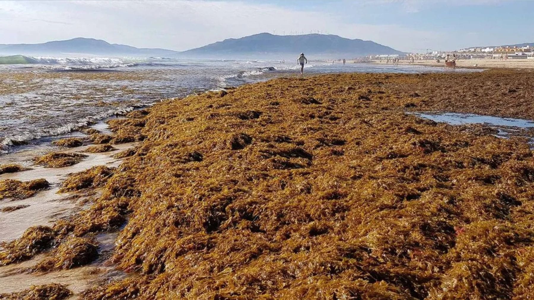 Playa de Cádiz cubierta por el alga invasora Rugulopteryx okamurae acumulada en la orilla.
