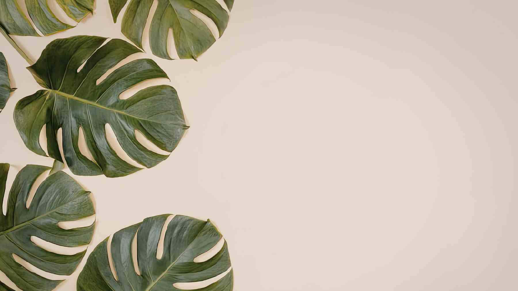 Hojas de monstera deliciosa grandes y sanas tras usar tutor de musgo para estimular su crecimiento.