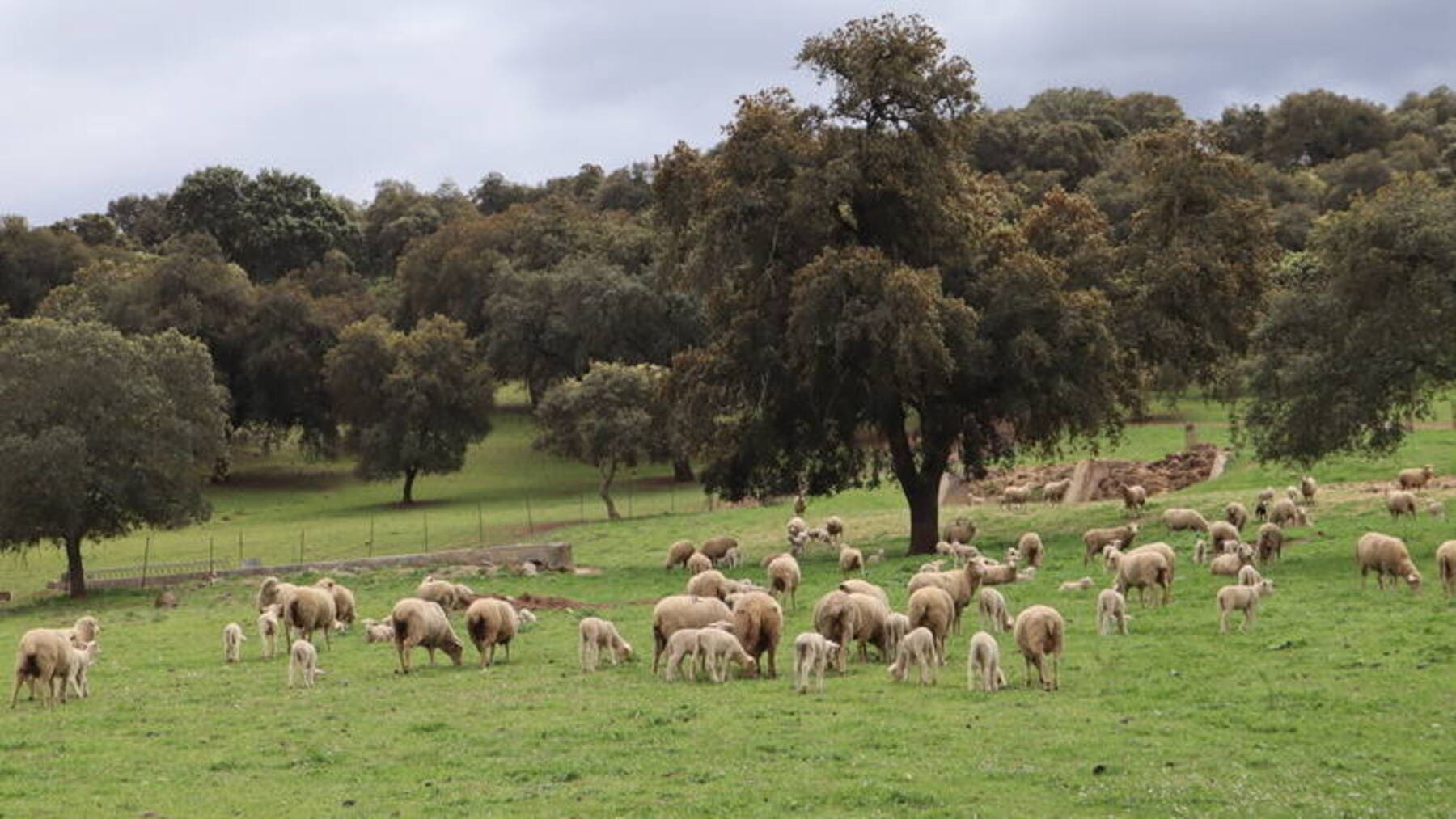 Andalucía elimina el pago por pastos en montes públicos y refuerza la ganadería extensiva con ganado en dehesa