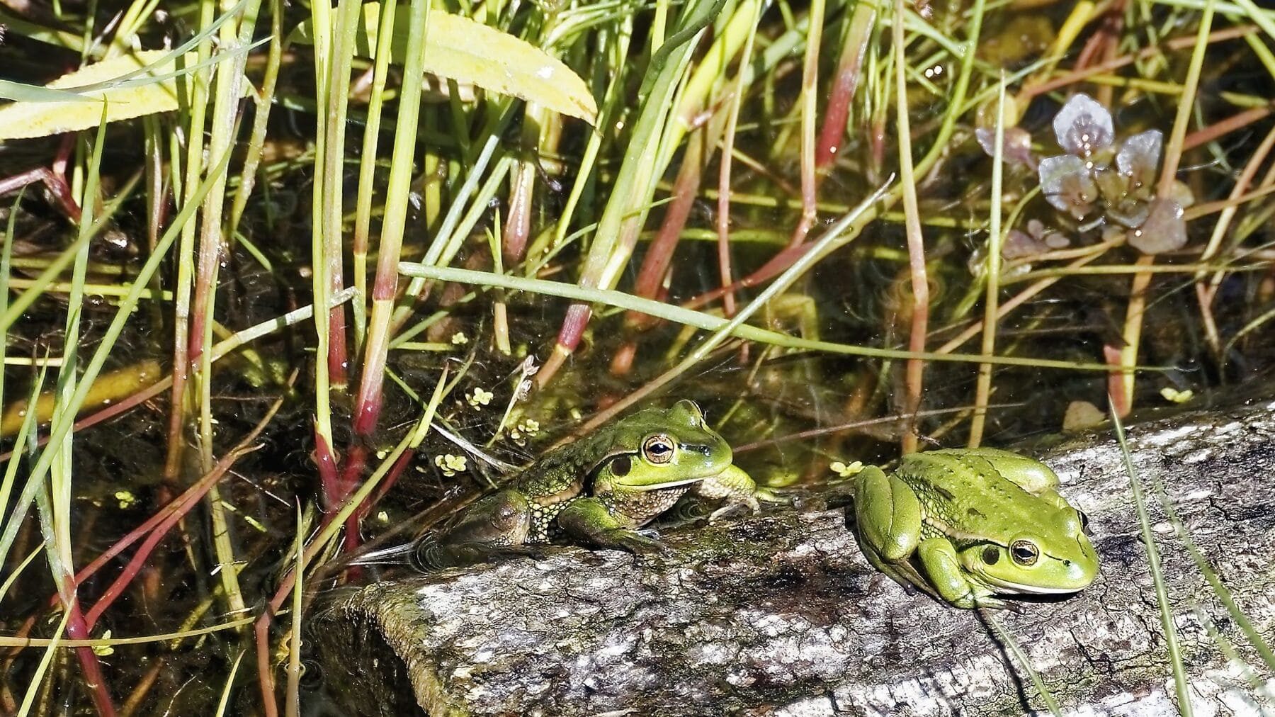 Día Internacional de la Conservación de los Anfibios 2026 alerta del riesgo de extinción por el cambio climático