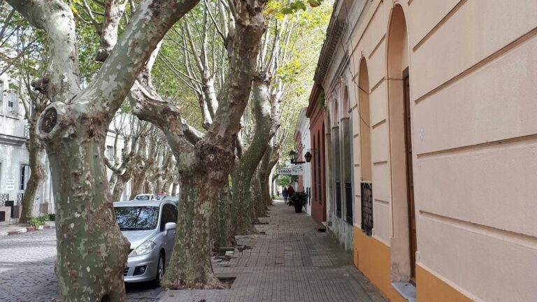 SEO BirdLife pide evitar podas en primavera por el impacto en aves y ciudades