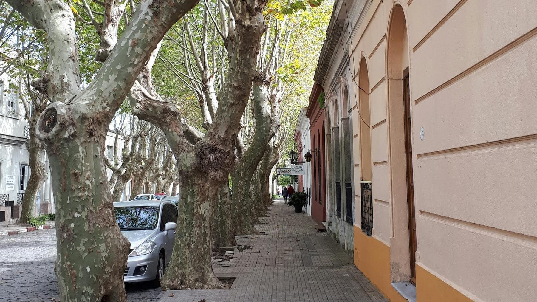 SEO BirdLife pide evitar podas en primavera por el impacto en aves y ciudades