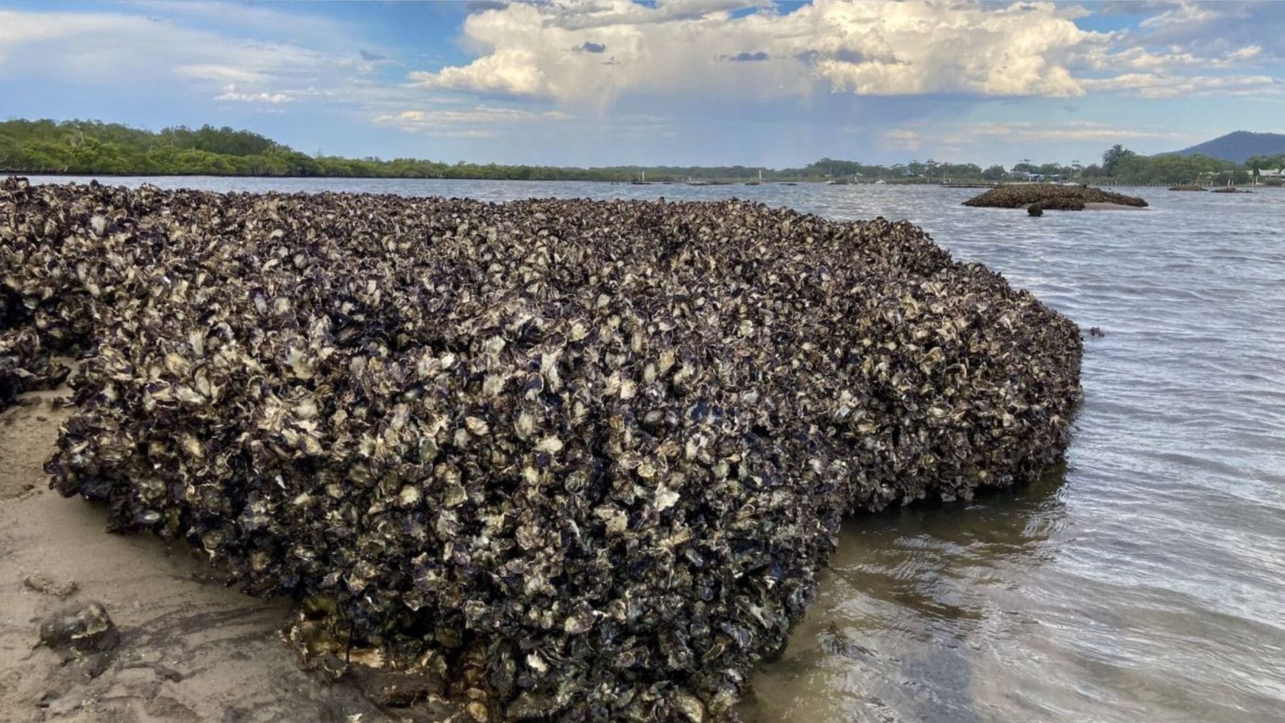 Arrecife natural de ostras con estructura densa en estuario, clave para su restauración según estudio científico.