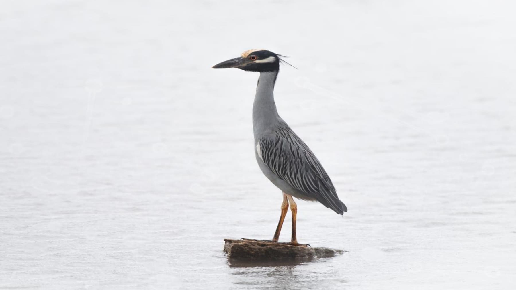 El embalse de El Vicario registra la menor diversidad de aves acuáticas desde 2005