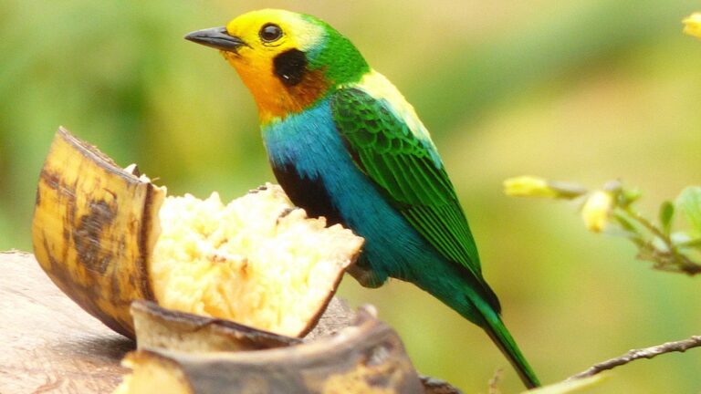 Ave tropical tangara multicolor alimentándose en bosque nuboso de Perú.