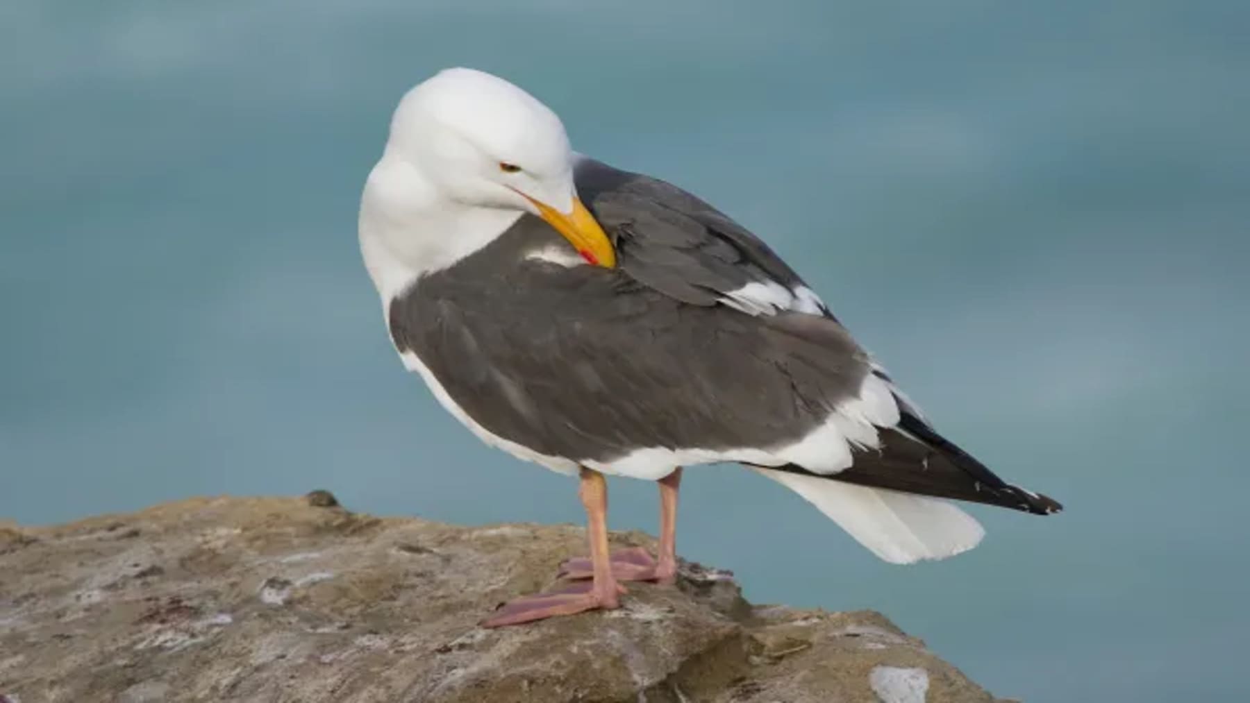 Sensibilidad de aves marinas a las artes de pesca con aves en entorno marino