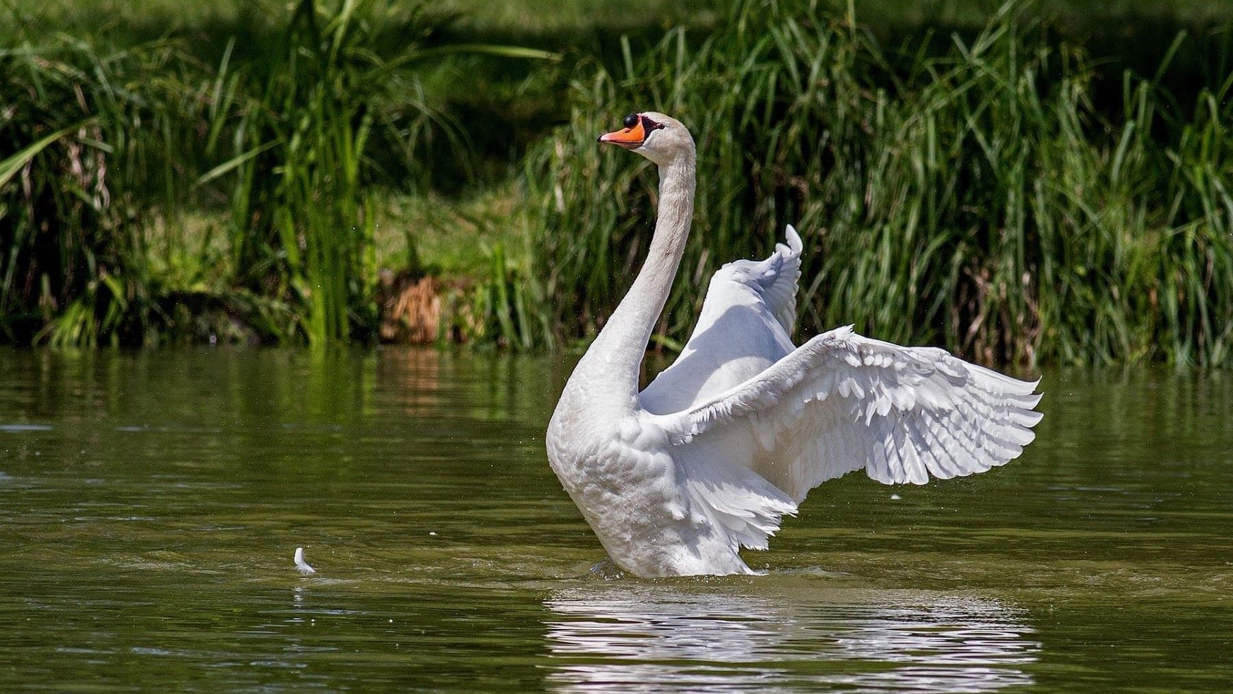Denuncian la matanza de aves protegidas entre Bélgica y Francia en un espacio Natura 2000