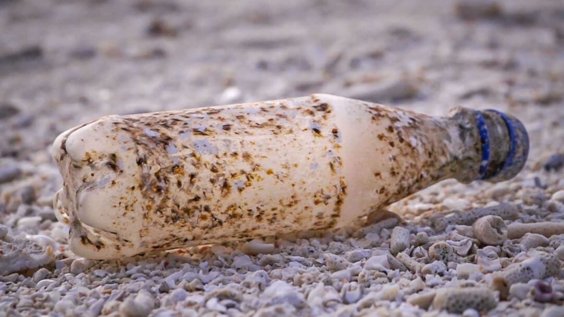 microorganismos degradan plásticos bacterias