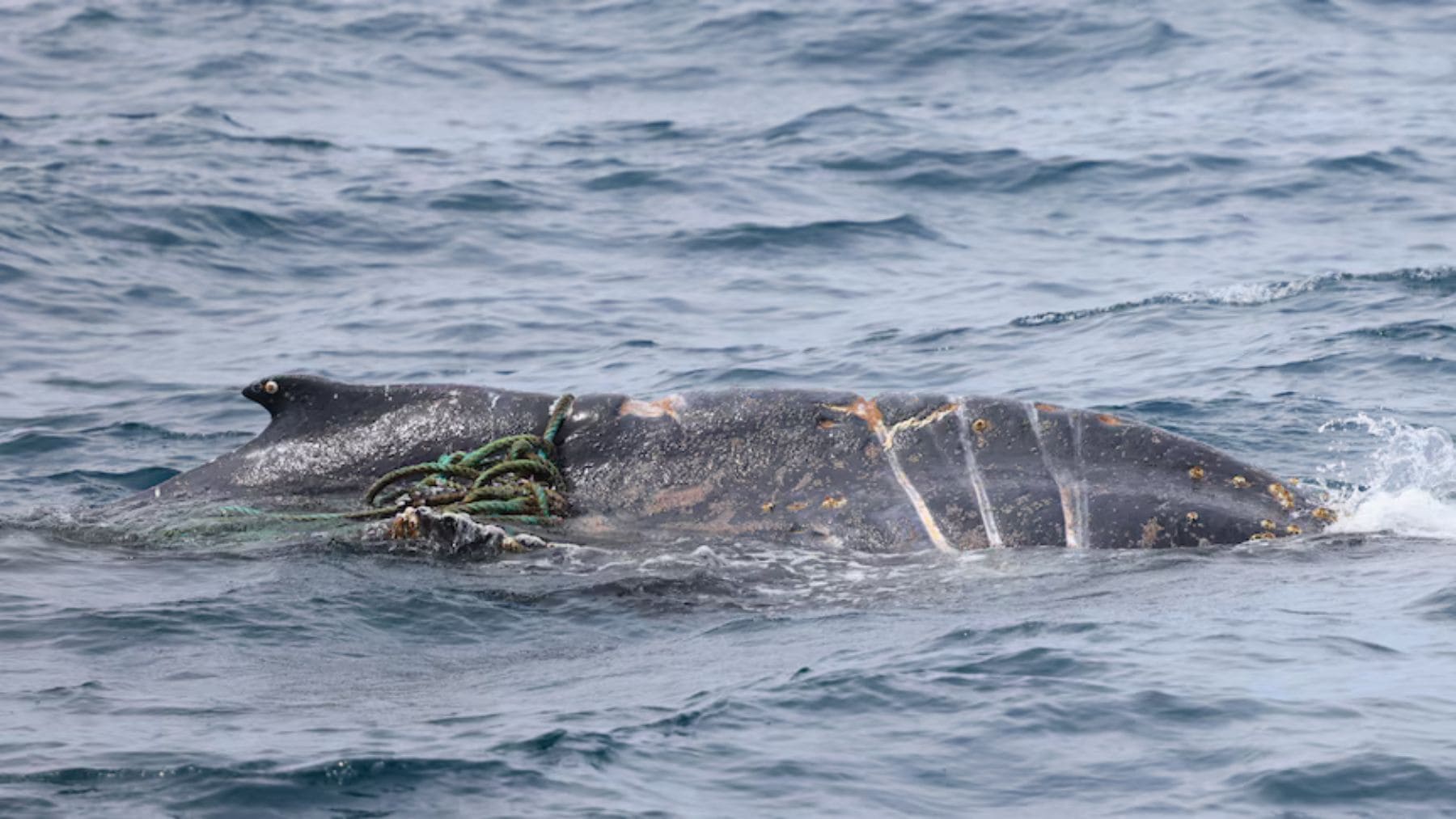 Ballena jorobada enredada en una cuerda cerca de la costa de Victoria en Australia.
