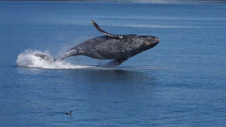Ballenas frenan proyecto de gas en Golfo de California tras orden judicial histórica en mar abierto