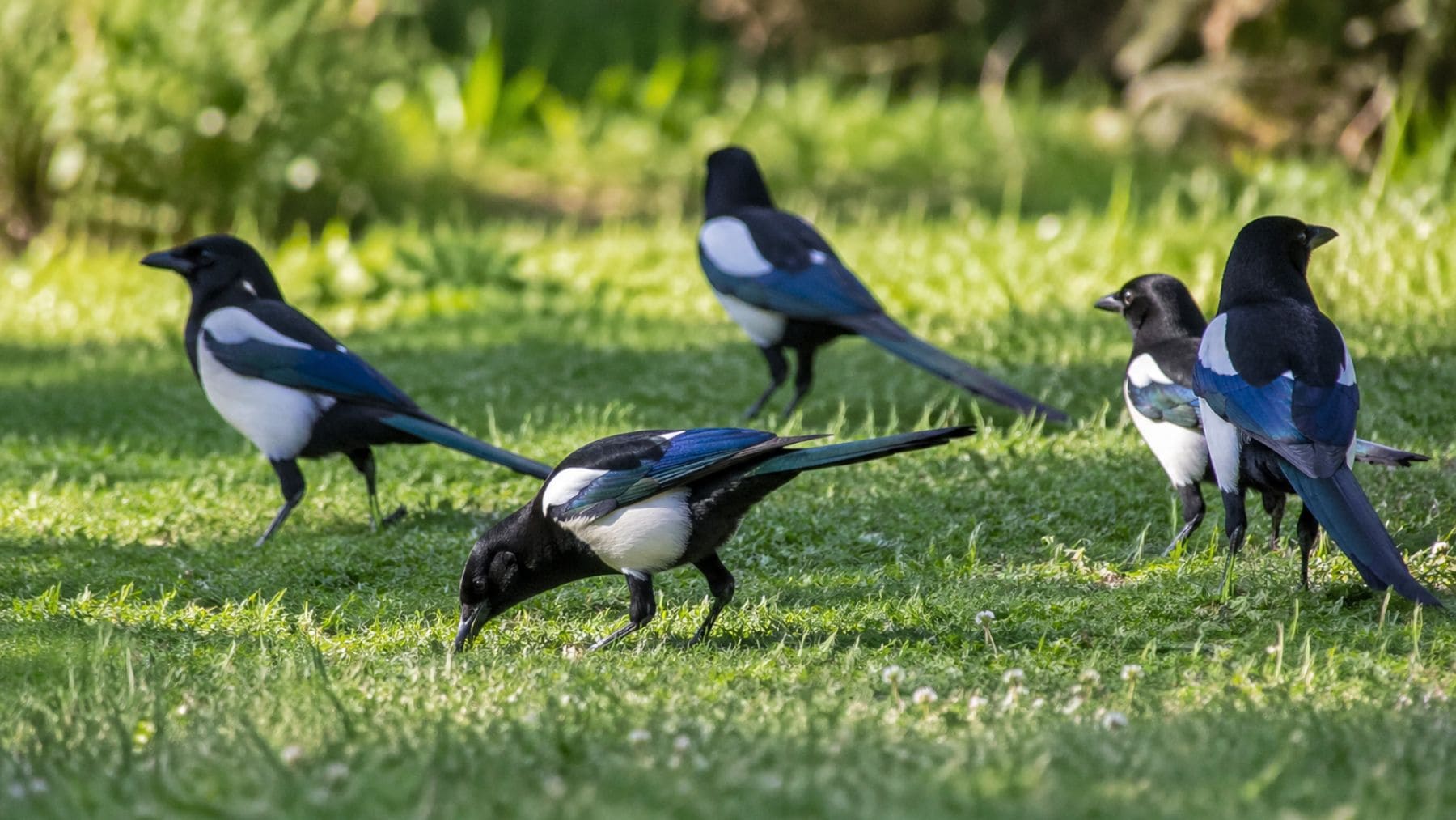 Bandada de urracas comunes (Pica pica) en un parque urbano alimentándose en grupo.