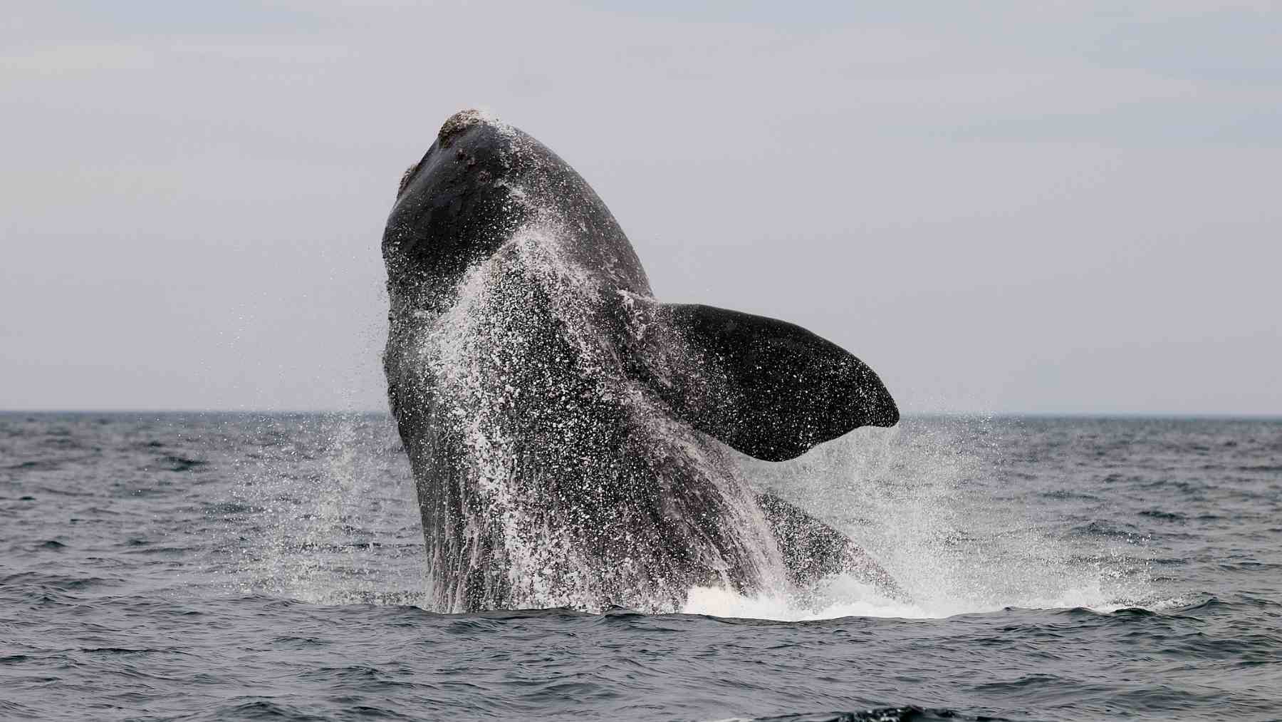 Ballena rorcual común de 18 metros saltando frente a la costa de Barcelona durante un avistamiento en el Mediterráneo.