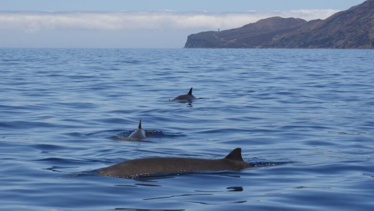 protección de áreas marinas en Canarias