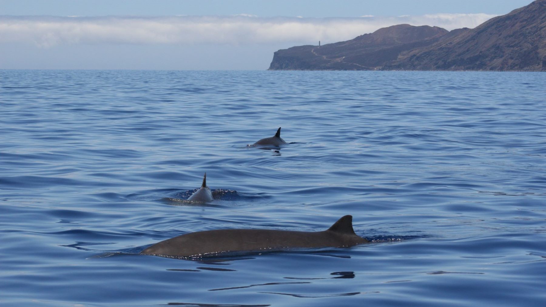 protección de áreas marinas en Canarias