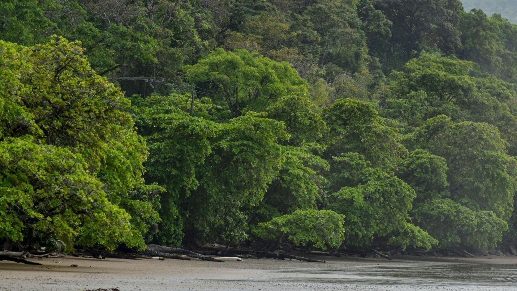 Costa Rica enfrenta desafíos ambientales por minería ilegal y tala de bosques en el Día de la Tierra 2026