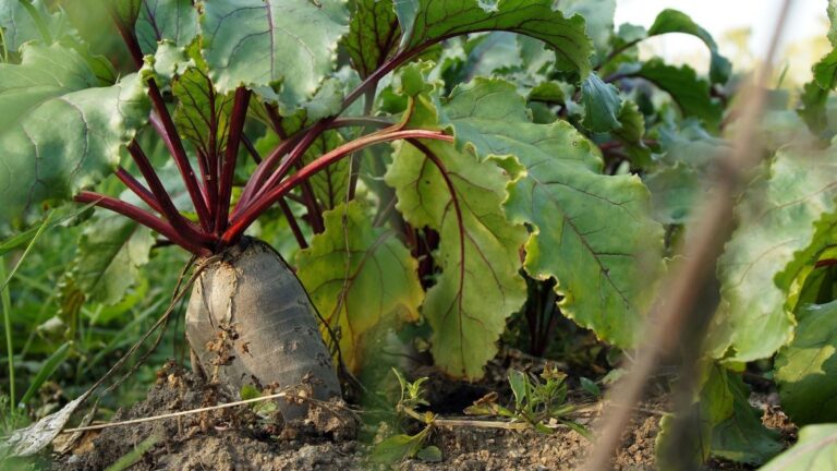 Un estudiante propone convertir la melaza de remolacha en bioplásticos para impulsar el campo en Castilla y León