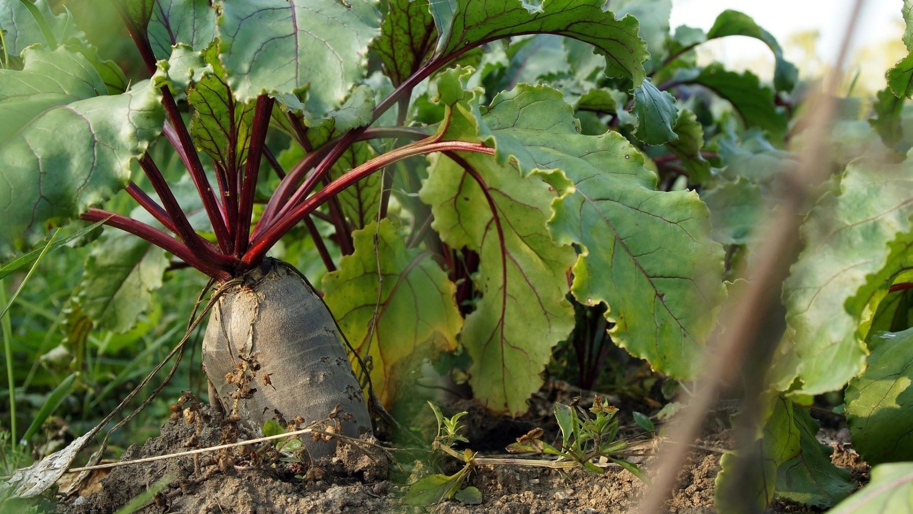 Un estudiante propone convertir la melaza de remolacha en bioplásticos para impulsar el campo en Castilla y León