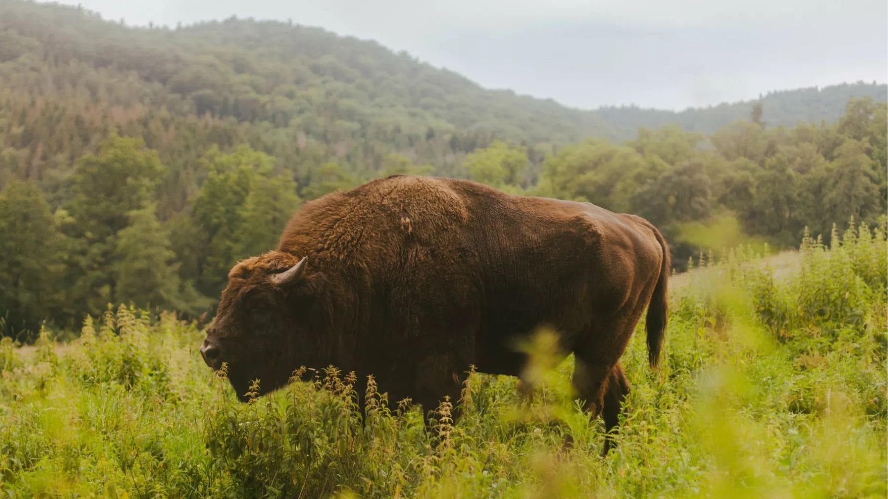 Bisonte europeo en libertad en los montes Tarcu de Rumanía rodeado de vegetación regenerada.