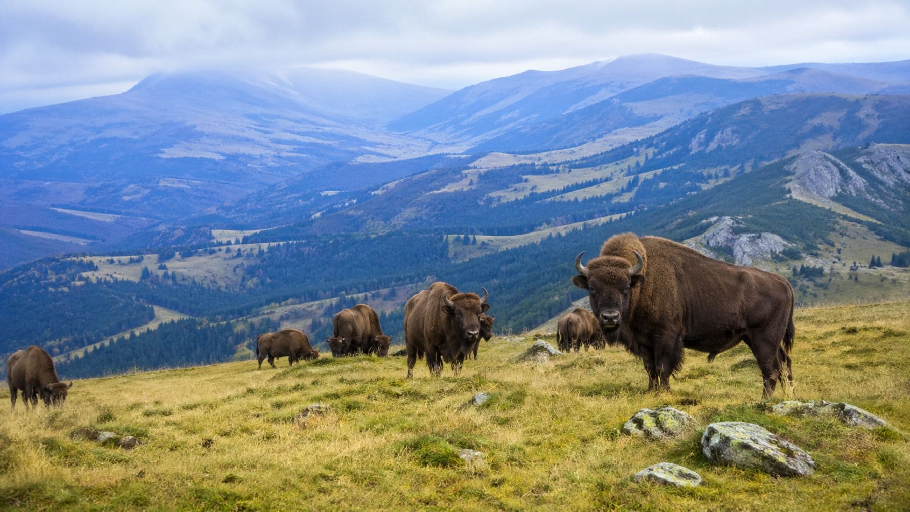 Manada de bisontes europeos en libertad en las montañas de Tarcu, Rumanía.