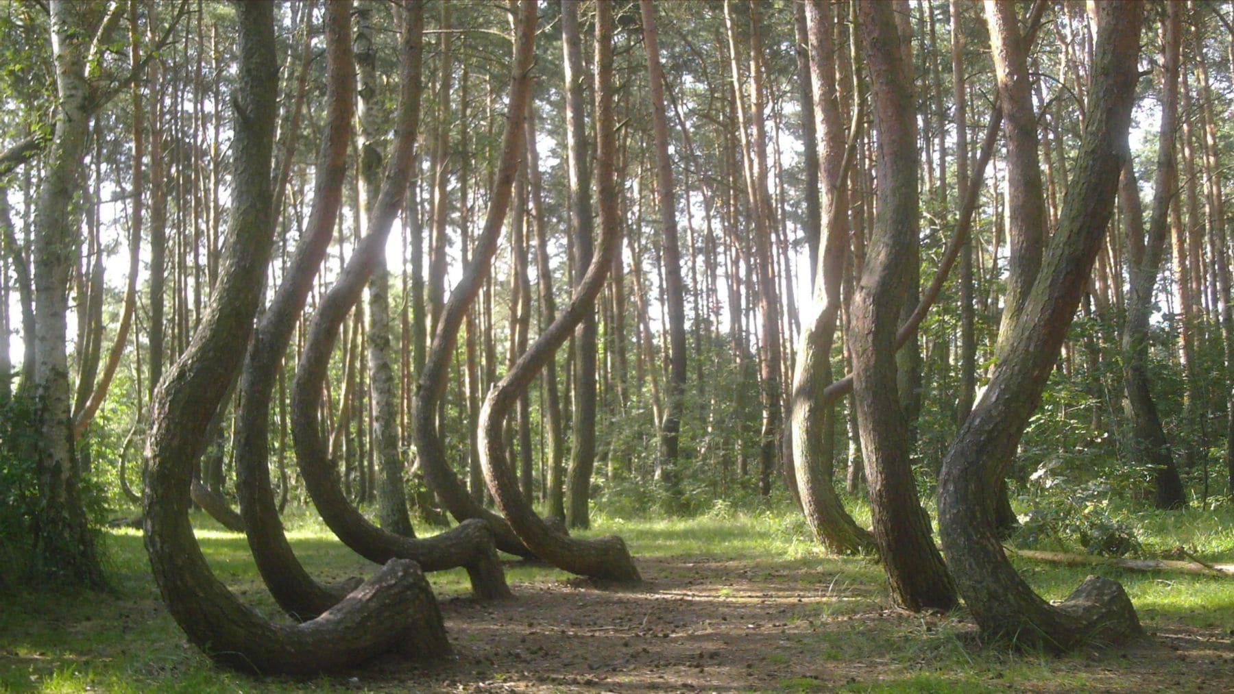 Bosque torcido de Polonia con pinos curvados en Krzywy Las cerca de Gryfino.