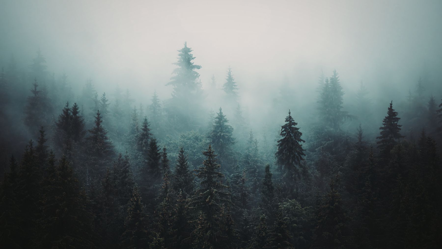 Bosque nuboso cubierto por niebla en montaña de América Latina en riesgo por el cambio climático.