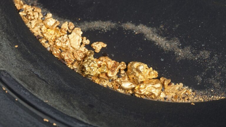 Pepitas de oro en batea durante trabajos de prospección minera en Cabañeros.
