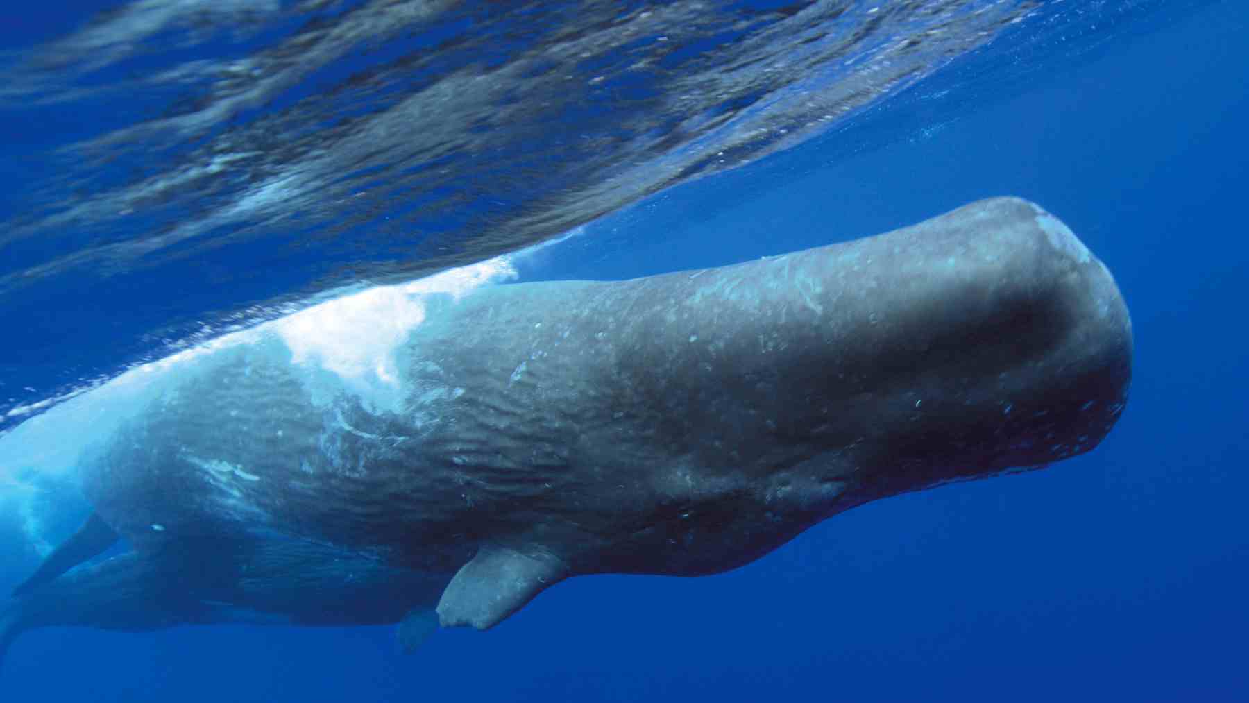 Cachalote nadando en superficie mientras emite clics usados para comunicarse con su grupo.