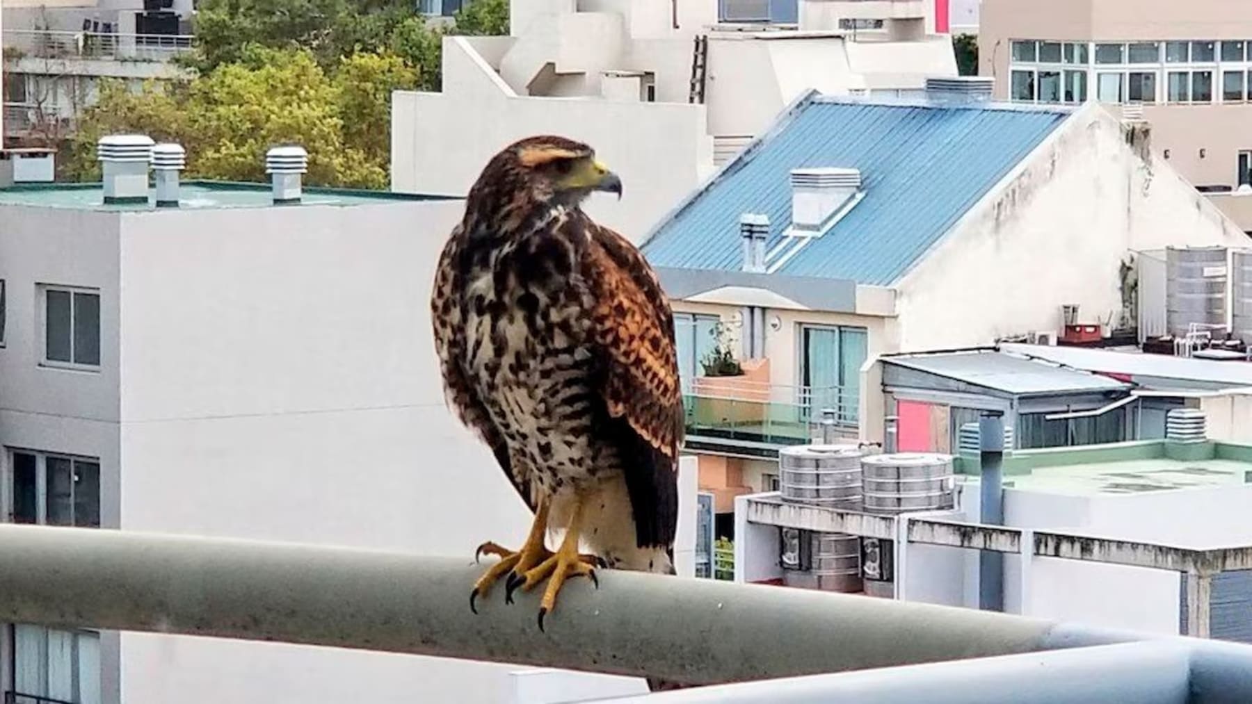 cajas nido para aves rapaces en Tarragona halcones cernícalos