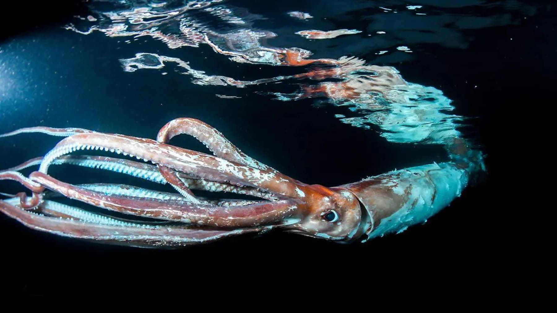 El origen y evolución de los calamares y sepias revela su éxito tras una extinción