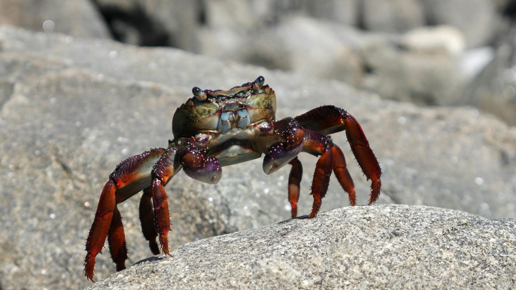 Cangrejo rojo invasor en un río de Castilla y León sobre una roca.