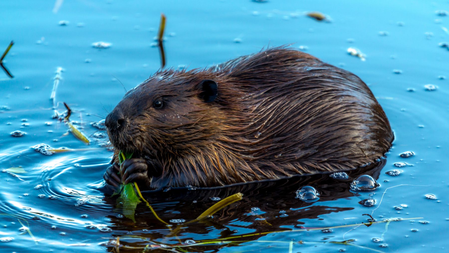 Castor europeo nadando en el río Tajo tras su inesperada aparición en España.
