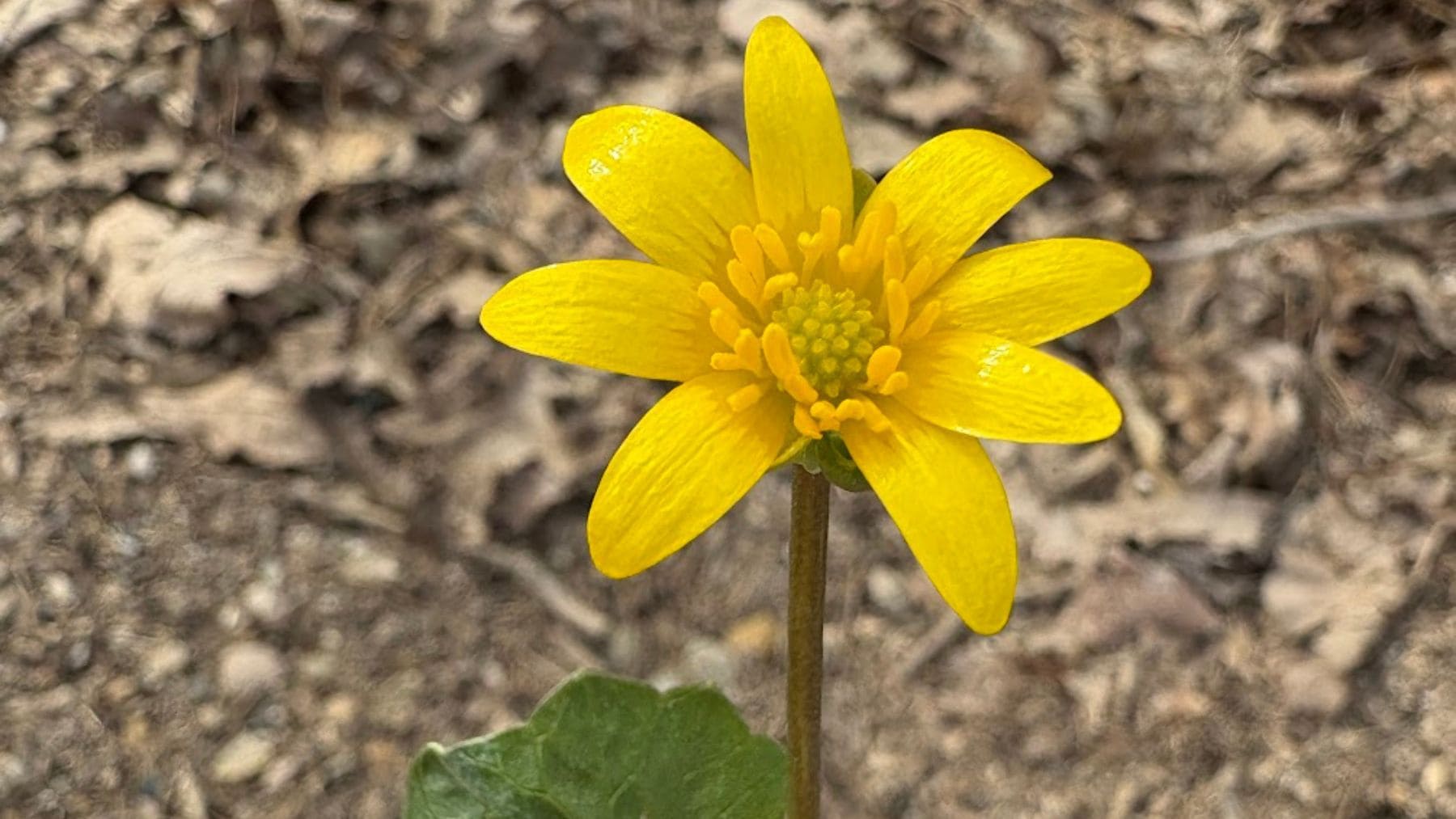 Flor de celidonia menor (Ficaria verna), especie invasora que invade bosques húmedos en Estados Unidos.