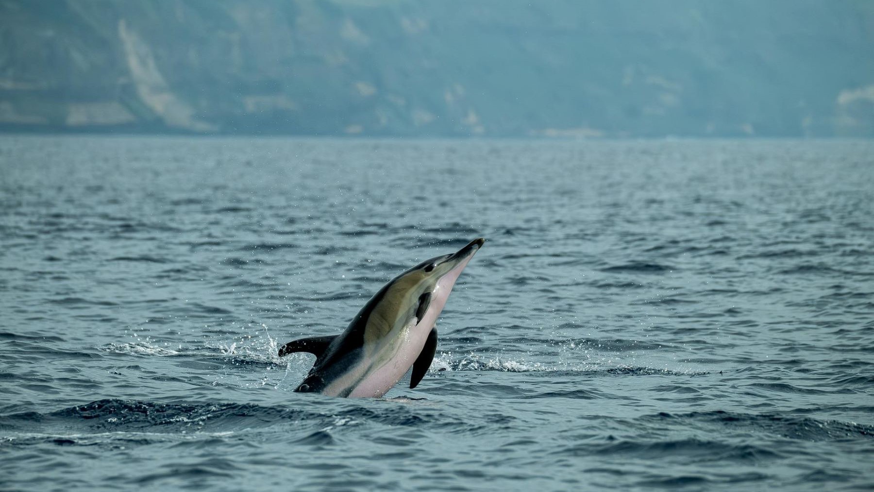Inteligencia artificial detecta cetáceos en el Estrecho de Gibraltar con alta precisión acústica marina