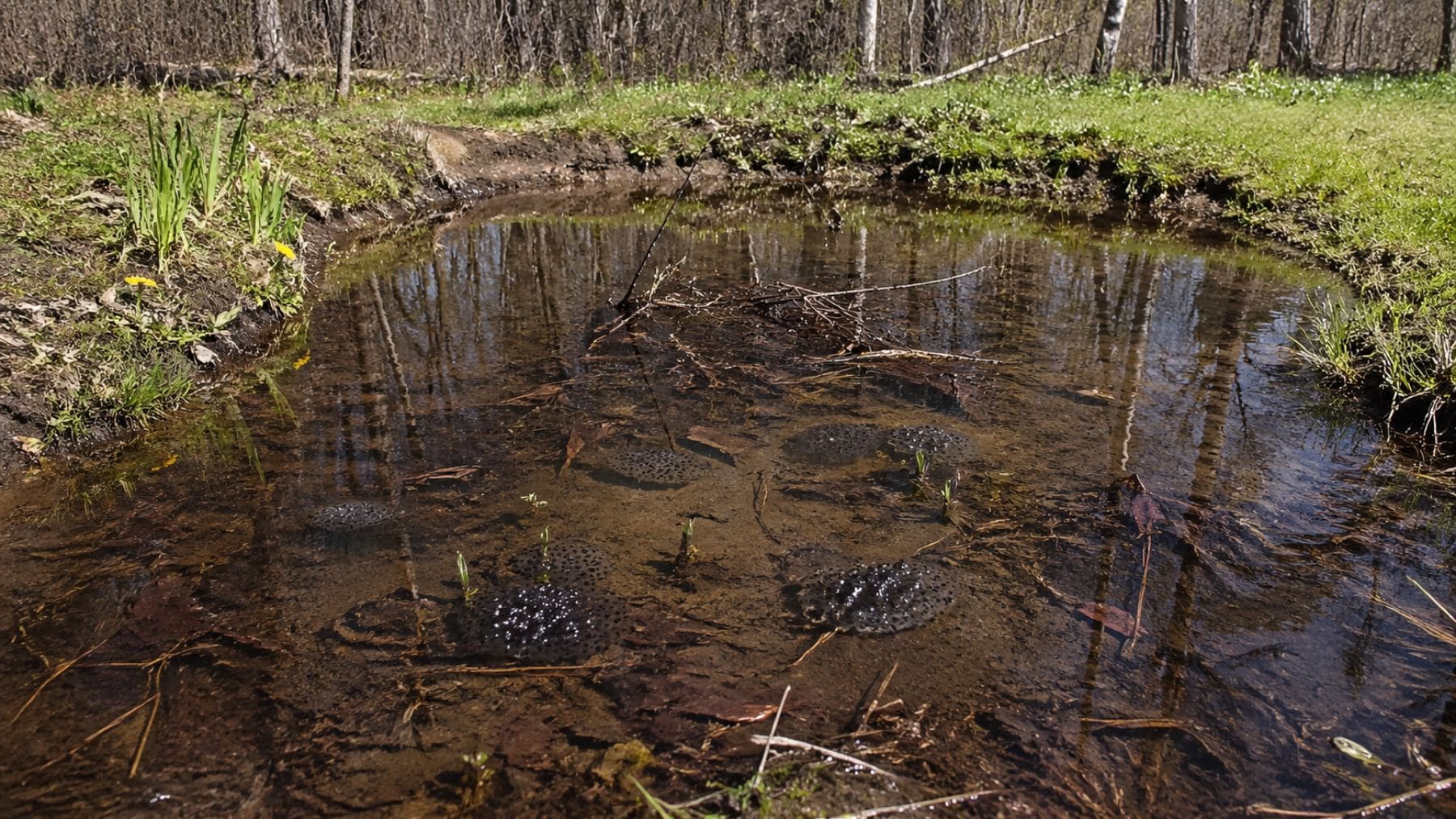 Charca temporal excavada en un jardín con varias masas de huevos de rana en agua poco profunda rodeada de vegetación.