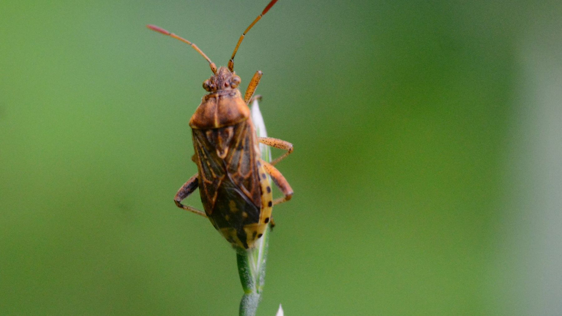 Chinche marrón sobre planta en interior asociada a riesgo de plagas en dormitorio.